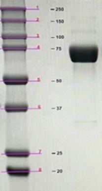 IL-12-3.png IL-12-3.png